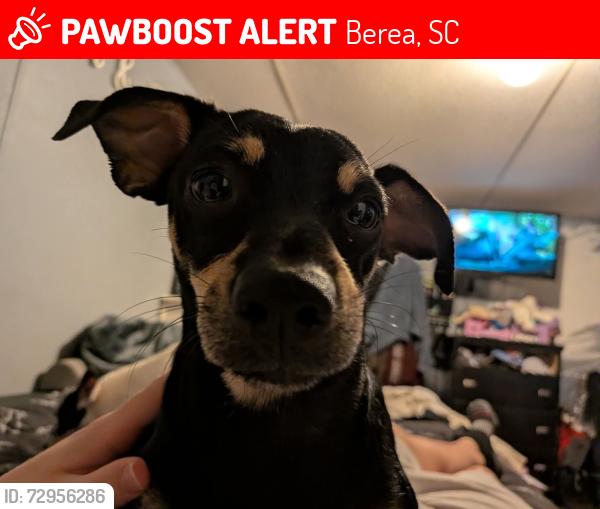 Lost Male Dog last seen Piney rd , Berea, SC 29611