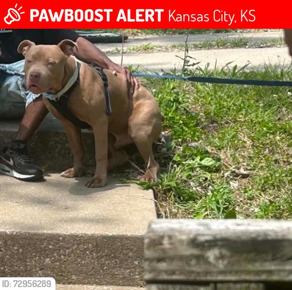 Lost Male Dog last seen Near N47th S, Kansas City, KS 66104