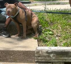 Lost Male Dog last seen Near N47th S, Kansas City, KS 66104