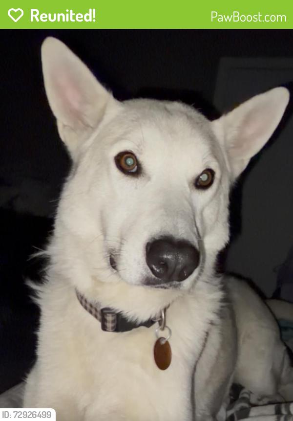 Reunited Male Dog last seen Amarillo Blvd, Amarillo, TX 79107