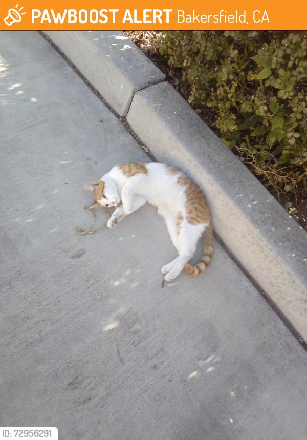 Found/Stray Male Cat last seen Jack in the box, Bakersfield, CA 93308
