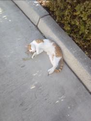 Found/Stray Male Cat last seen Jack in the box, Bakersfield, CA 93308