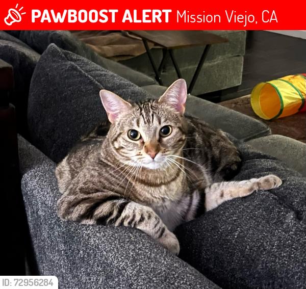 Lost Female Cat last seen Empresa, Cerrito, Alamanda, Mission Viejo, CA 92691