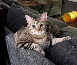 Lost Female Cat last seen Empresa, Cerrito, Alamanda, Mission Viejo, CA 92691