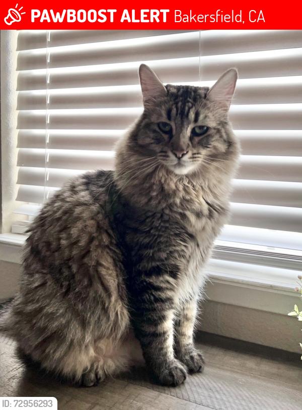 Lost Male Cat last seen Panama And Akers, Bakersfield, CA 93313