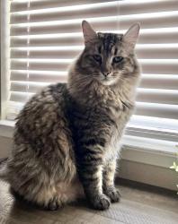 Lost Male Cat last seen Panama And Akers, Bakersfield, CA 93313