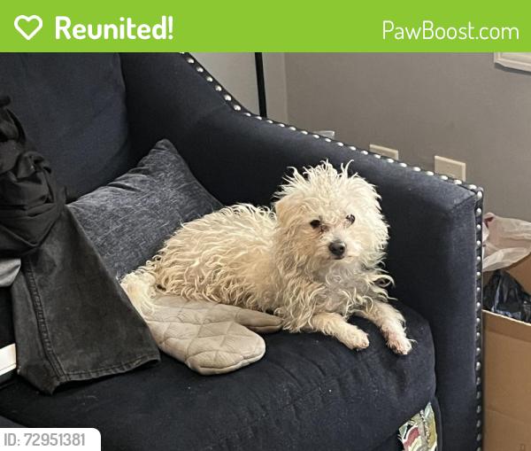 Reunited Male Dog last seen 42nd and Normal, Chicago, IL 60609