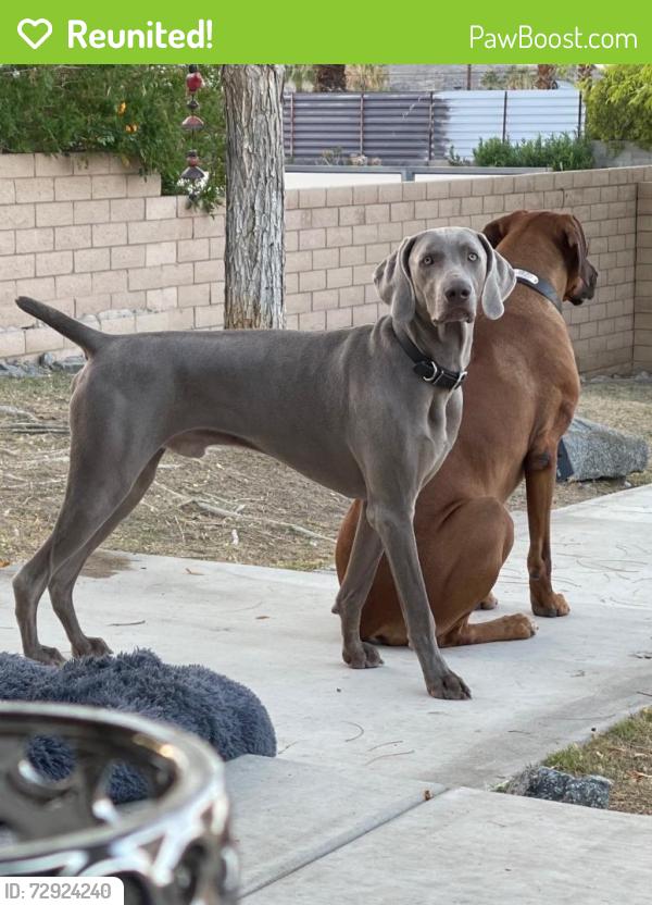 Reunited Male Dog last seen Grandview and Dorn , Cathedral City, CA 92234