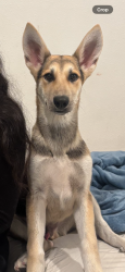 Lost Male Dog last seen Tampa and chase. Sherman way and amigo in reseda. , Los Angeles, CA 91324