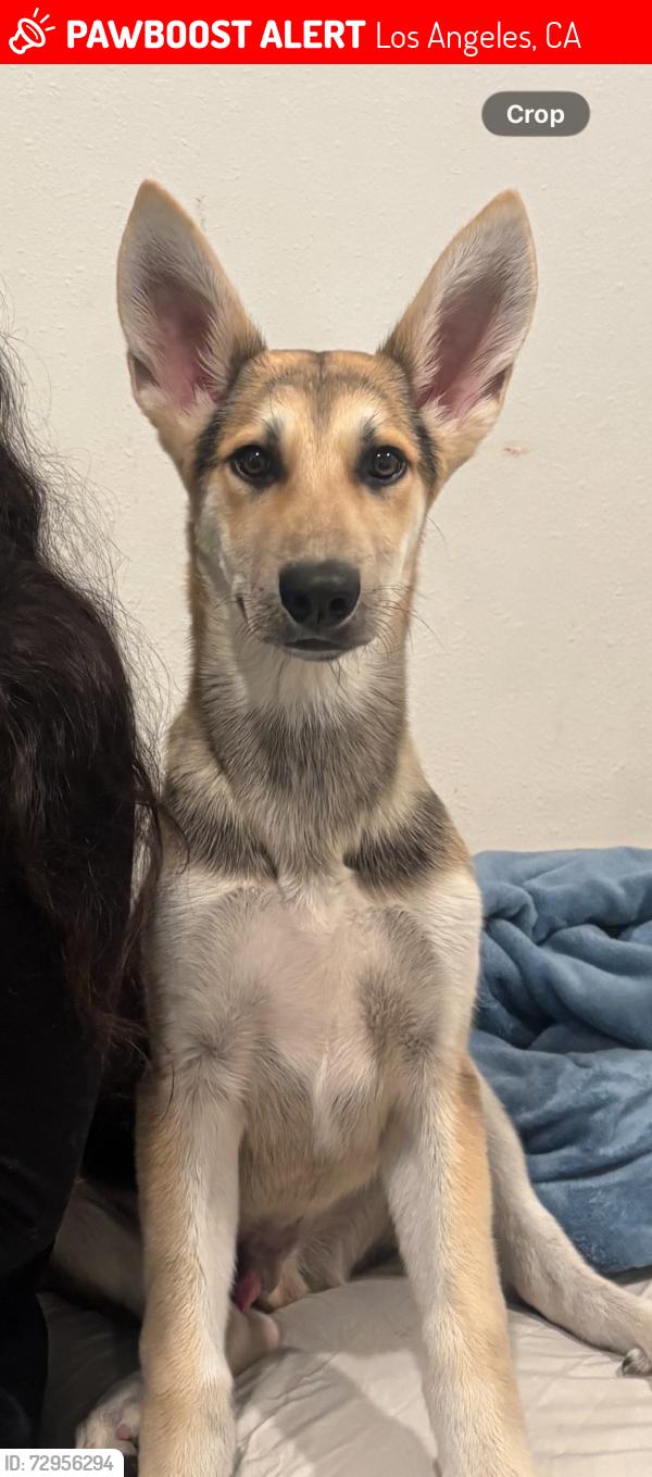 Lost Male Dog last seen Tampa and chase. Sherman way and amigo in reseda. , Los Angeles, CA 91324