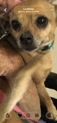 Lost Male Dog last seen Lake arrowhead, San Diego, CA 92119