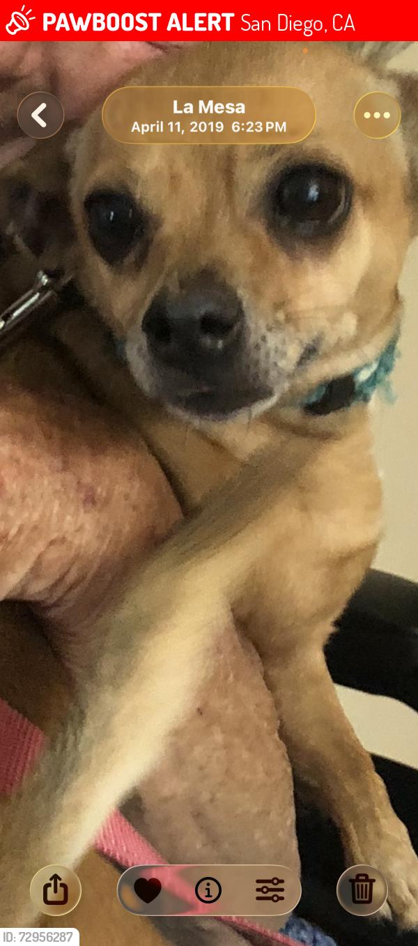 Lost Male Dog last seen Lake arrowhead, San Diego, CA 92119
