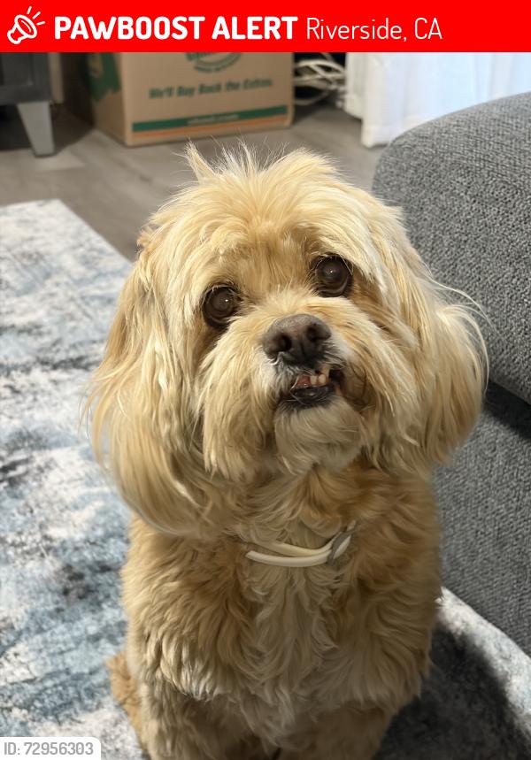 Lost Male Dog last seen Streeter by railroad tracks, Riverside, CA 92504