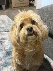Lost Male Dog last seen Streeter by railroad tracks, Riverside, CA 92504