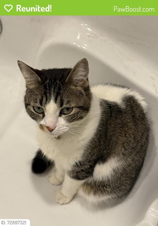 Reunited Female Cat last seen White Rd, San Jose, CA 95133