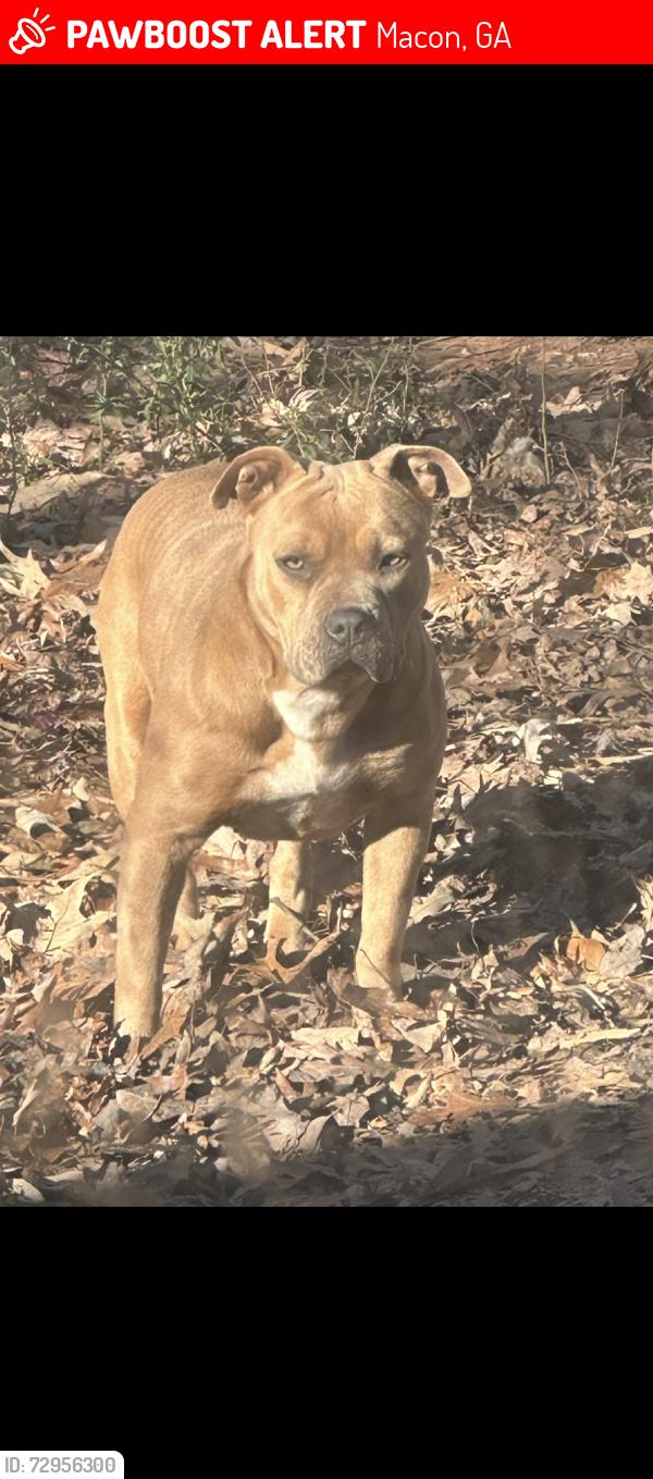 Lost Female Dog last seen Lake Tobosofkee , Macon, GA 31220