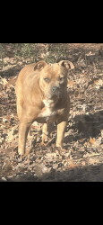 Lost Female Dog last seen Lake Tobosofkee , Macon, GA 31220