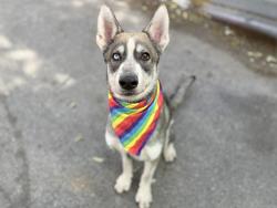 Shelter Stray Male Dog last seen Near Hawkins Street, BRONX, NY, 10474, New York, NY 10029