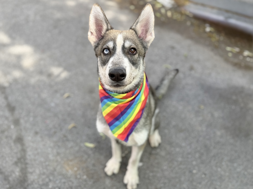 Shelter Stray Male Dog last seen Near Hawkins Street, BRONX, NY, 10474, New York, NY 10029