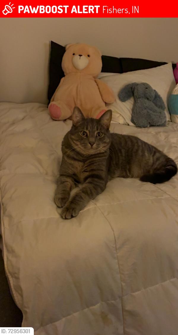 Lost Male Cat last seen Near Telford drive, Fishers, IN 46037