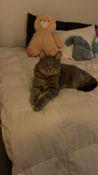Lost Male Cat last seen Near Telford drive, Fishers, IN 46037