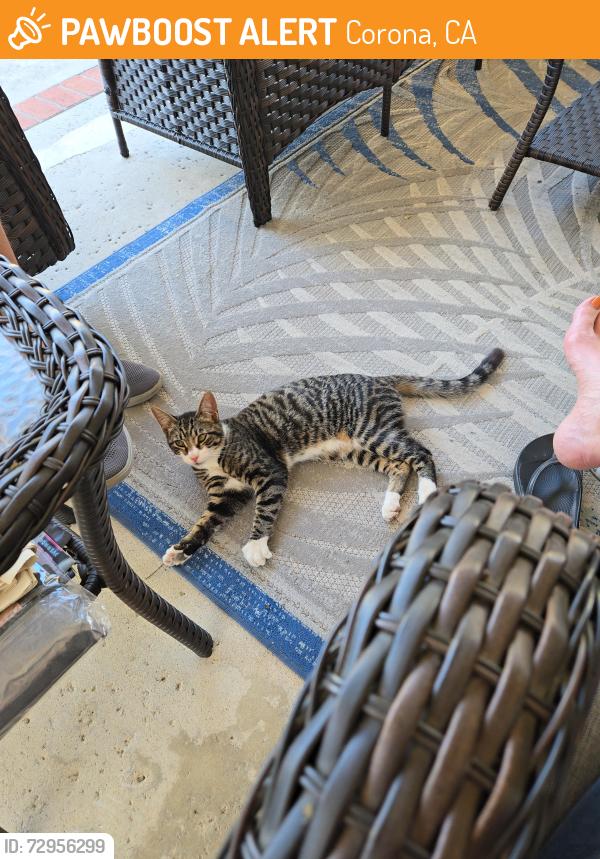 Found/Stray Male Cat last seen Ontario and Paseo Verde, Corona, CA 92882
