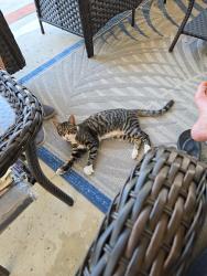 Found/Stray Male Cat last seen Ontario and Paseo Verde, Corona, CA 92882