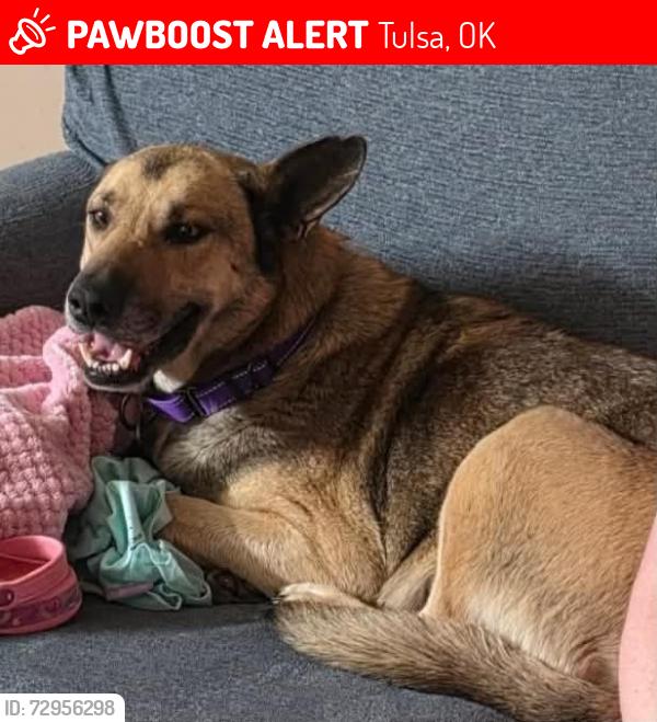 Lost Female Dog last seen 25th sw Boulevard,  Redfork,  Carbondale, Crystal city, Tulsa, OK 74137
