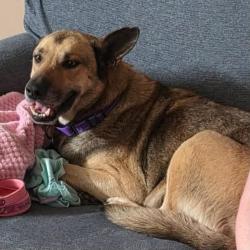 Lost Female Dog last seen 25th sw Boulevard,  Redfork,  Carbondale, Crystal city, Tulsa, OK 74137