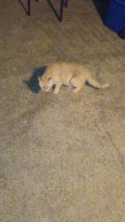 Found/Stray Unknown Cat last seen Brookhaven club Dr & Tanglewood Dr , Farmers Branch, TX 75234