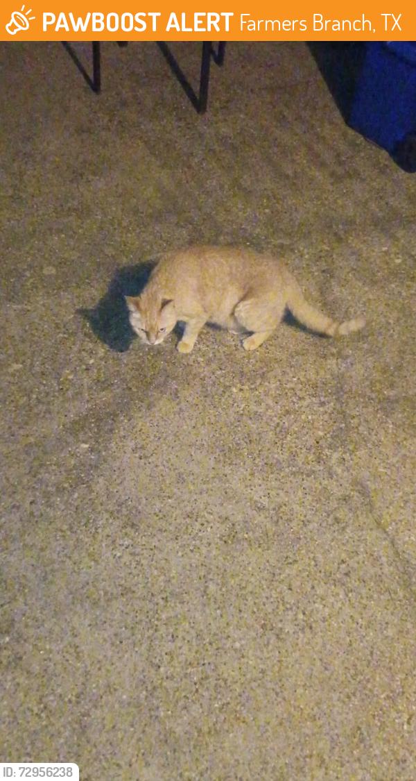 Found/Stray Unknown Cat last seen Brookhaven club Dr & Tanglewood Dr , Farmers Branch, TX 75234