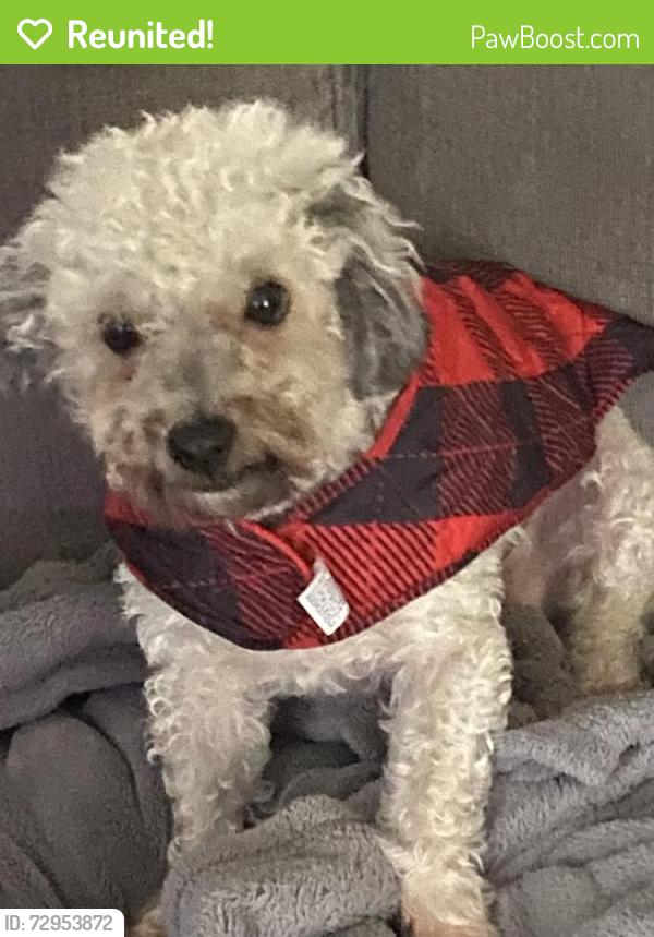 Reunited Male Dog last seen Near Best Buy Market, Lemoore, CA 93245