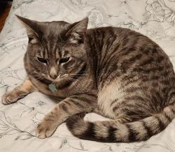 Lost Male Cat last seen Near se 80th ave, Portland, OR 97206