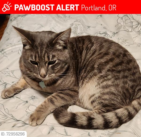 Lost Male Cat last seen Near se 80th ave, Portland, OR 97206