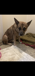 Found/Stray Female Dog last seen spring cypress road, Spring, TX 77373