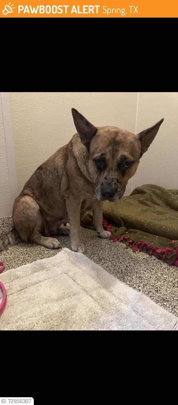 Found/Stray Female Dog last seen spring cypress road, Spring, TX 77373