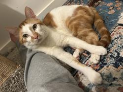 Found/Stray Male Cat last seen Felton, San Francisco, CA 94134