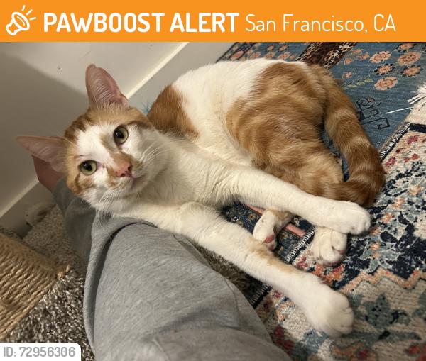 Found/Stray Male Cat last seen Felton, San Francisco, CA 94134