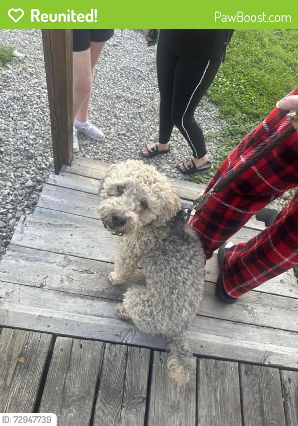 Reunited Male Dog last seen Walker and Randolph st , Indianapolis, IN 46203