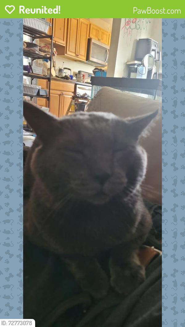 Reunited Male Cat last seen 66th and Malvern, Philadelphia, PA 19151