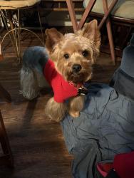 Reunited Male Dog last seen Near Osage Ct, Arlington, TX 76018, USA, Arlington, TX 76018
