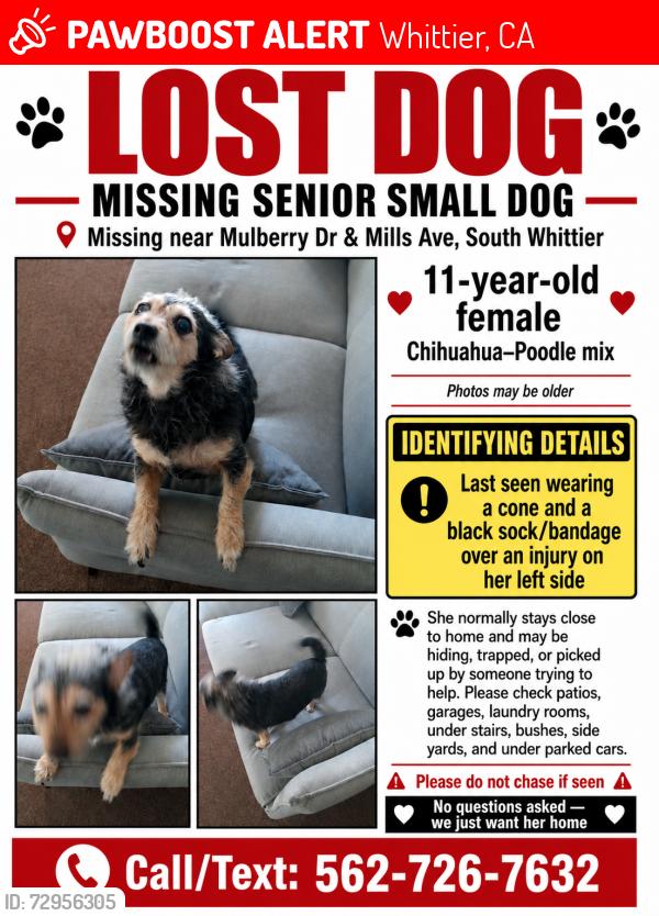Lost Female Dog last seen Mulberry and Mills, Burrito Track, Whittier, CA 90605