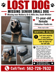 Lost Female Dog last seen Mulberry and Mills, Burrito Track, Whittier, CA 90605