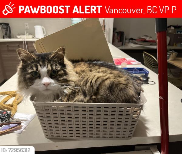 Lost Male Cat last seen Burquitlam drive , Vancouver, BC V5P 2P1