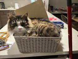 Lost Male Cat last seen Burquitlam drive , Vancouver, BC V5P 2P1
