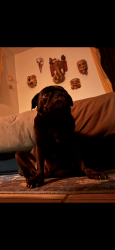 Lost Female Dog last seen Near Tillery, Austin, TX 78702