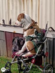 Reunited Male Dog last seen S Wooten rd.   Pine Grove rd  pine Grove access , Chattanooga, TN 37402