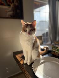 Lost Male Cat last seen S.H street , Bakersfield, CA 93304