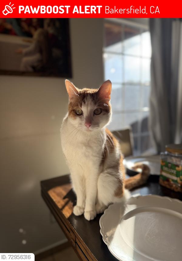 Lost Male Cat last seen S.H street , Bakersfield, CA 93304