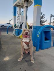 Lost Male Dog last seen Castner Dr, Lee Trevino , El Paso, TX 79907